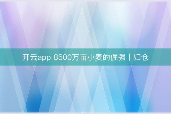 开云app 8500万亩小麦的倔强丨归仓